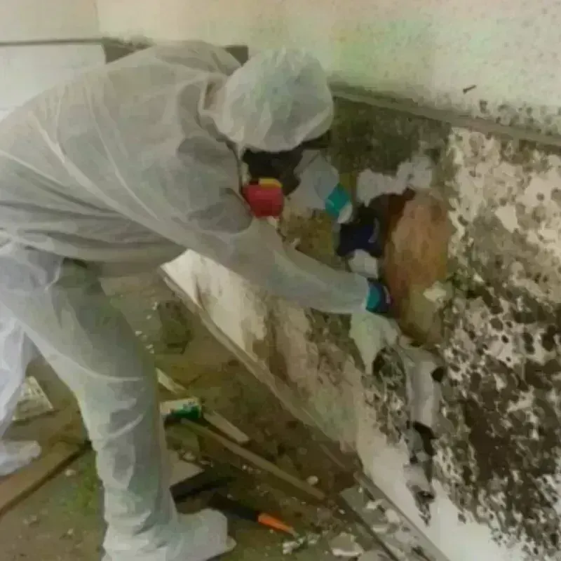 Mold Remediation and Removal in Williamston, NC